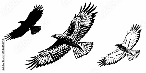 Set of three black and white eagle silhouettes and detailed raptor illustrations. Features birds of prey in flight with wings spread, perfect for wildlife logos, nature prints, and heraldry