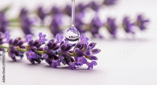 Close up of lavender flowers with a water drop ideal for natural wellness concepts