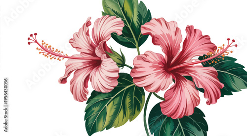 Hibiscus Blossoms in Bloom: A close-up view unveils the delicate beauty of pink hibiscus flowers, revealing their intricate details and vibrant color, accented by lush green foliage.