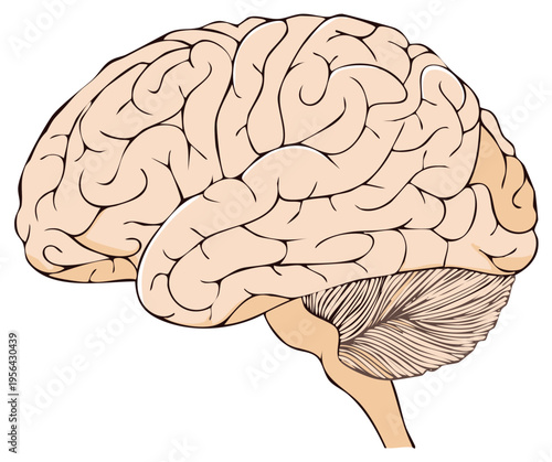 Anatomical illustration of the human brain in profile showing the cerebrum and cerebellum