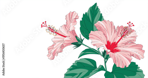 Delicate Hibiscus Bloom: A detailed illustration of vibrant hibiscus flowers, capturing their elegant petals and rich colors.