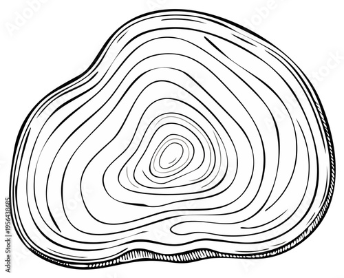 Hand drawn illustration of a natural tree trunk cross section displaying intricate annual growth rings and unique wood grain pattern