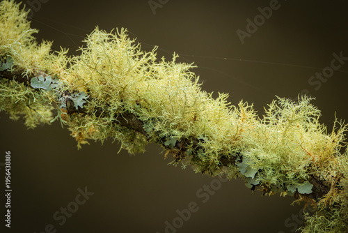 Beard Lichen 