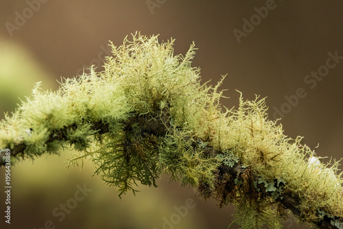 Beard Lichen 2