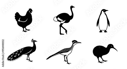 Set of six bird illustrations including a chicken, ostrich, penguin, peacock, roadrunner, and kiwi