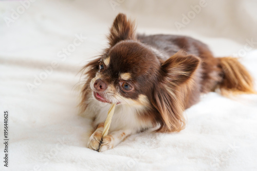 Foto 歯磨きガムをかむ犬
