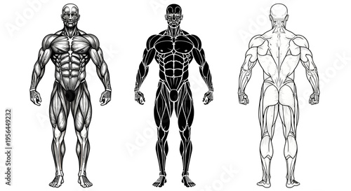 Anatomical human body illustrations in muscular and skeletal views