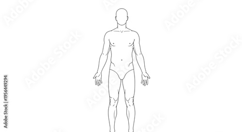 A line drawing of a human body