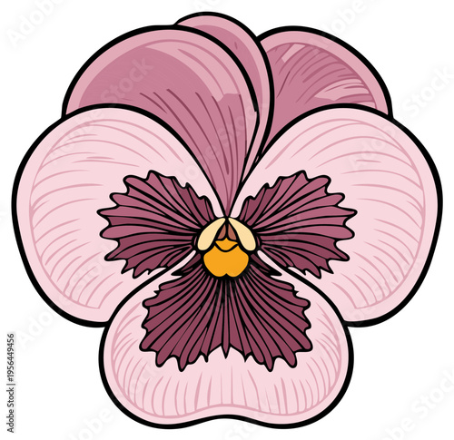 Beautiful vibrant pink purple pansy flower isolated vector illustration graphic design element