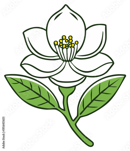 White Magnolia Blossom with Green Leaves Flower Illustration Icon