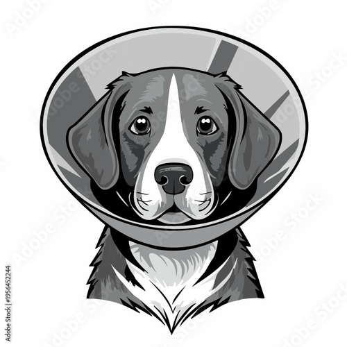 Sad dog wearing a medical cone on its head in grayscale