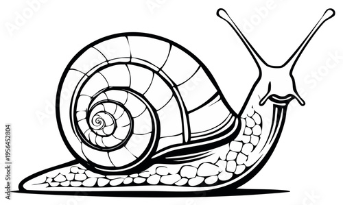Black and white illustration of a snail with a spiral shell crawling along.
