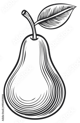 Engraved illustration of a ripe pear with a leaf. Botanical drawing of the fruit.