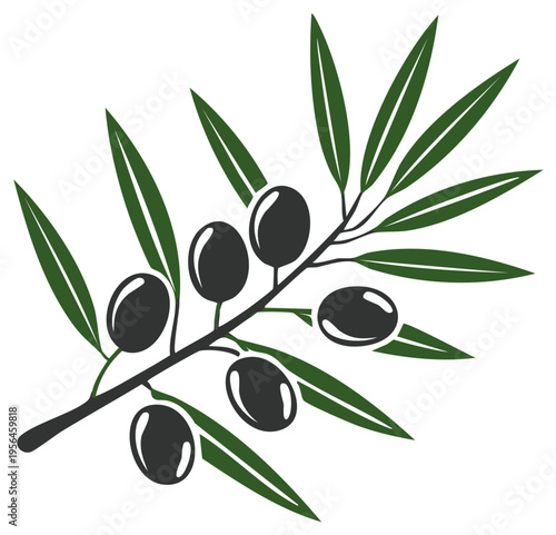 Fresh ripe black olives on a green branch with leaves isolated on white background
