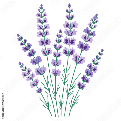 Lavender Flowers Bouquet Vector Illustration, Purple Floral Sprigs Hand Drawn Sketch Style