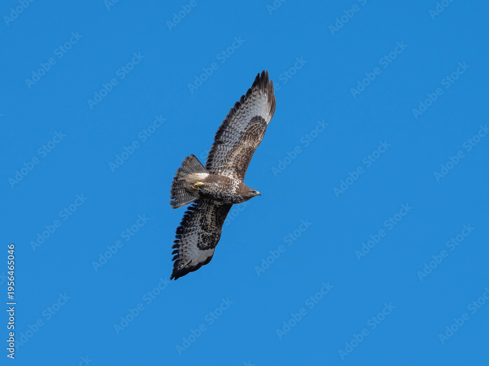 Fototapeta premium HIgh Quality Pictures of a Common Buzzard in great Blue Sky