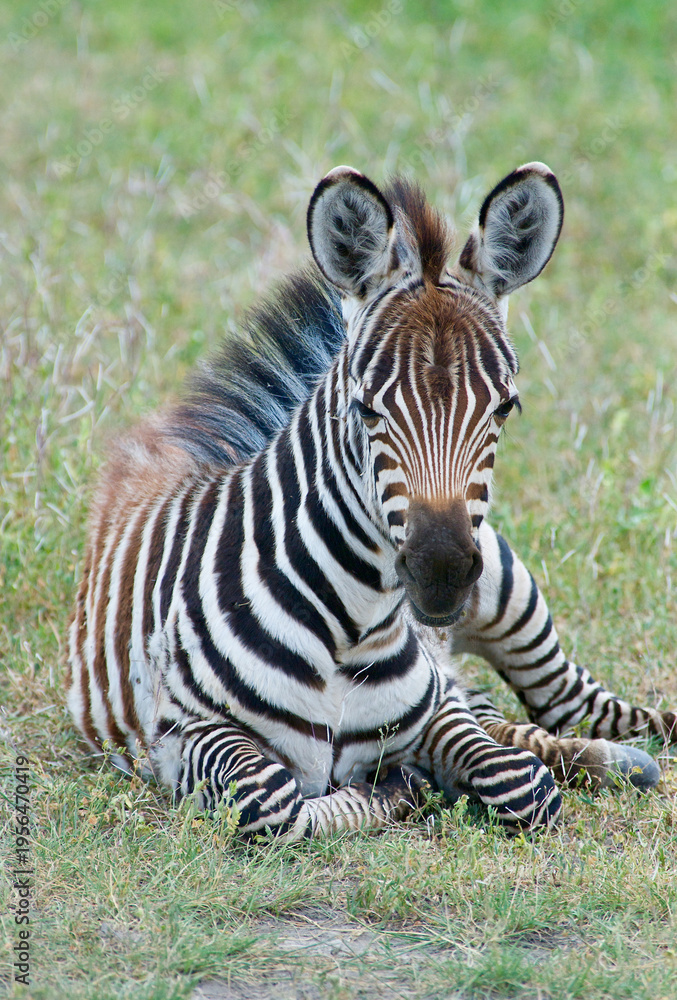 Naklejka premium Baby Plains Zebra Boehm's Race lying down in grass closeup Ngorongoro Conservation Area unesco world heritage site Tanzania Africa