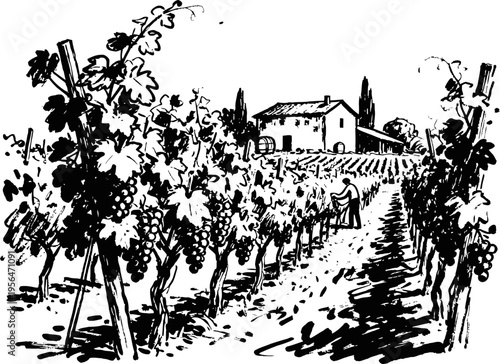 Vineyard landscape with grapevines and farmhouse rural agricultural scene with grape harvesting and vineyard rows