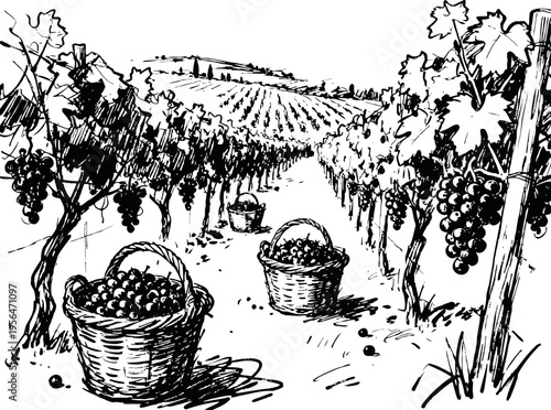Vintage vineyard illustration with baskets of freshly picked grapes in rows of grapevines