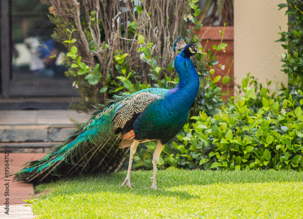 Obraz premium peacock with feathers