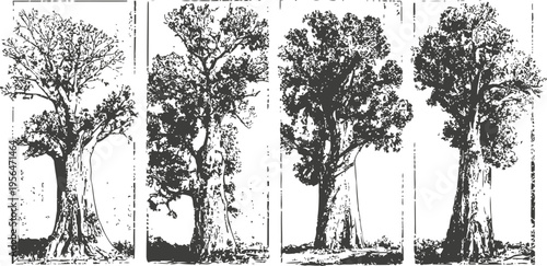 Detailed vintage illustrations of various mature trees with thick trunks and dense foliage