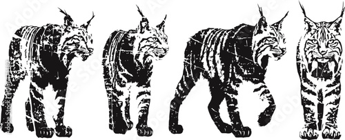 lynx wildcat sequence walking silhouettes showing animal movement and natural behavior