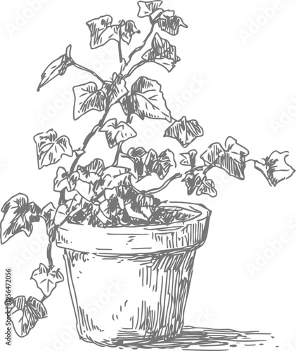 Hand drawn potted ivy plant with detailed leaves and trailing stems in rustic container