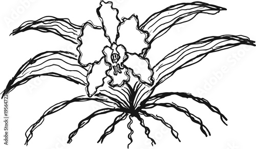 Orchid flower with long leaves and detailed petals black ink botanical illustration