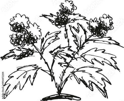 Hand drawn black ink sketch of a flowering plant with detailed leaves and rounded clusters of flowers