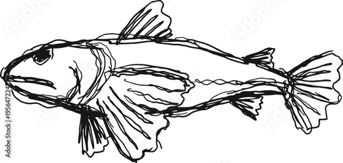 black ink drawing of a fish with prominent fins and detailed scales in sketch