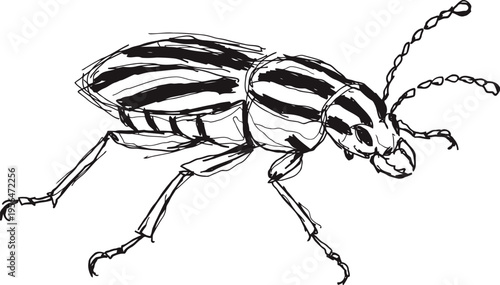 Striped beetle close up illustration with detailed legs and antennae in black and white outline