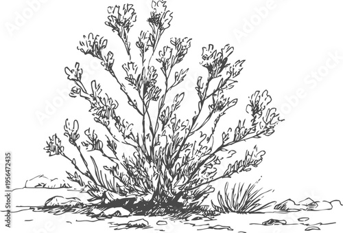 Desert shrub illustration with detailed branches and sparse leaves on rocky ground