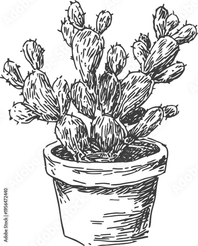 Prickly pear cactus in a flower pot, hand drawn botanical sketch illustration