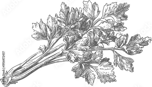 hand drawn celery bunch illustration fresh vegetable sketch with detailed leaves and stems organic healthy food concept