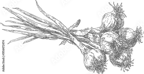 bunch of fresh onions with long green stems lying on white background detailed sketch