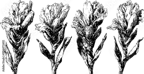 vintage botanical illustration of flowering plants with leaves and buds in black and white