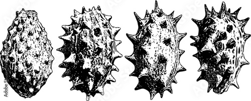 black and white illustration of four spiky sea cucumbers with detailed texture and shading
