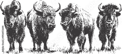 Four majestic bison standing on grass strong powerful animals in natural habitat wildlife herd in black and white sketch