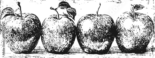 four detailed vintage apples illustration in black and white engraving