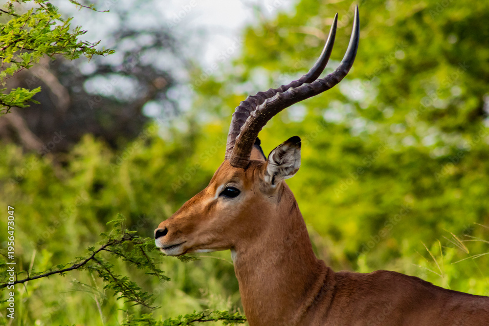 Fototapeta premium impala antelope in kruger park