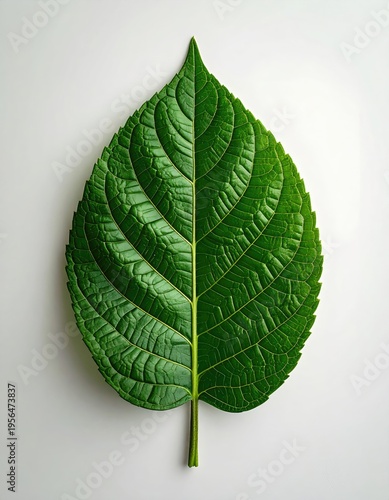 Vibrant, detailed, symmetrical green leaf with intricate texture on white