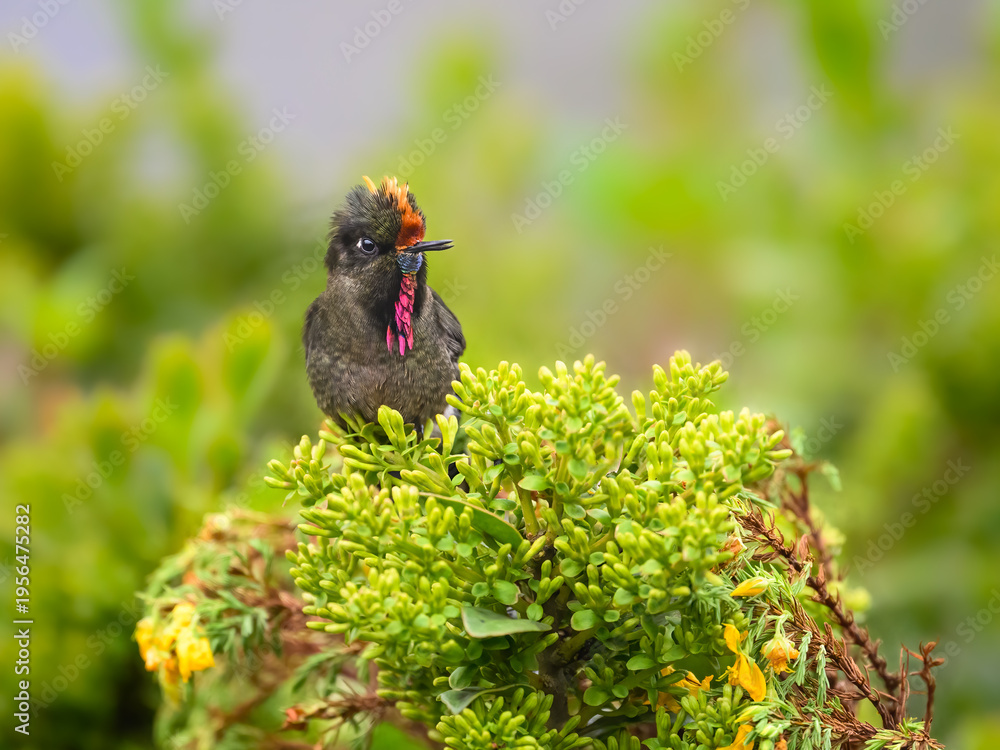 Naklejka premium Male Rainbow-bearded Thornbill Perched on Green Bush in Cloud Forest