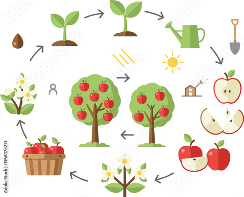 Apple tree life cycle infographic with growth stages planting watering harvesting and fruit process flat vector illustration diagram
