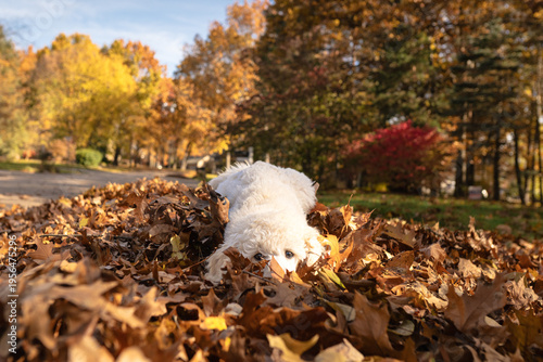 White Poodle Puppy Peeking Over Autumn Leaf Pile in Michigan ready to pounce