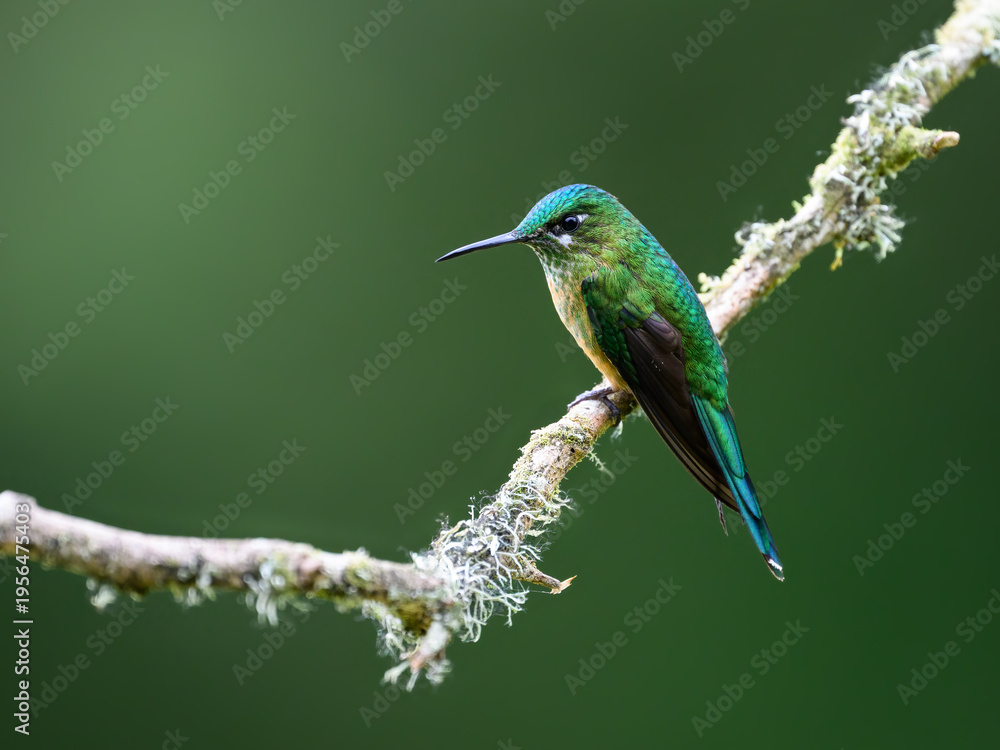 Obraz premium Female Long-tailed Sylph Hummingbird Perched on Lichen Covered Branch