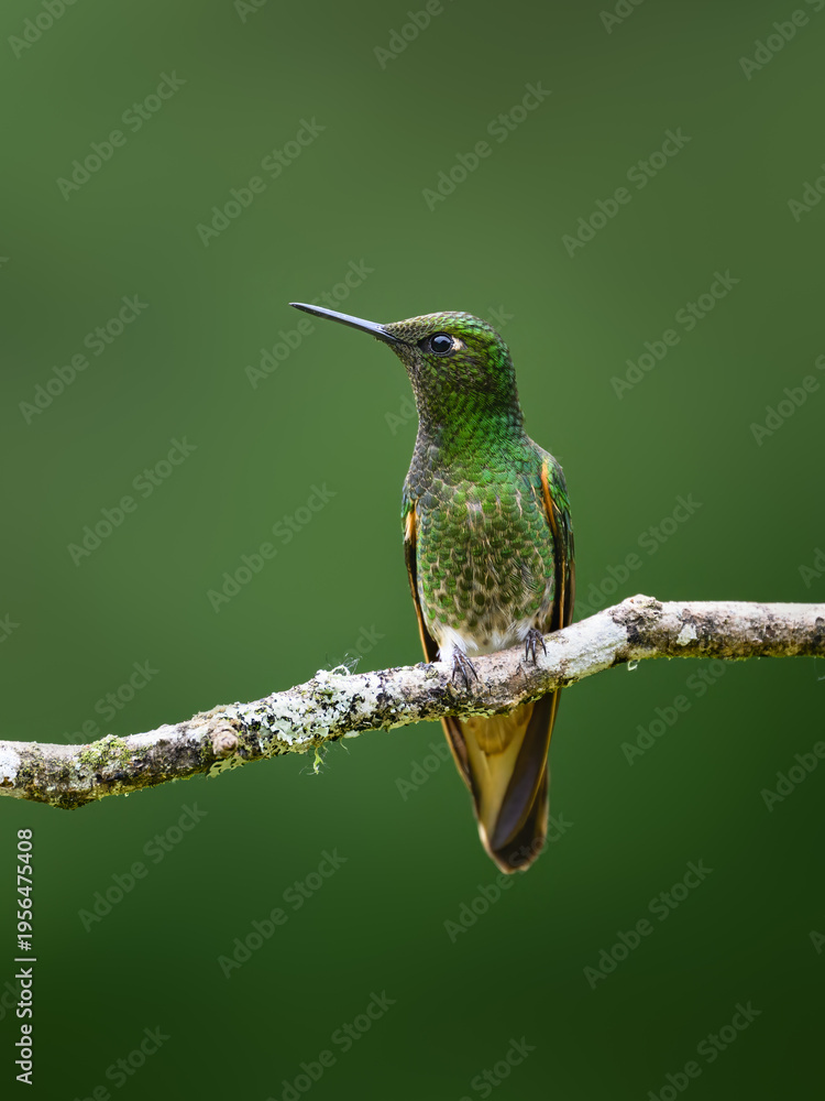 Obraz premium Adult Buff-tailed Coronet Hummingbird Perched On A Mossy Branch