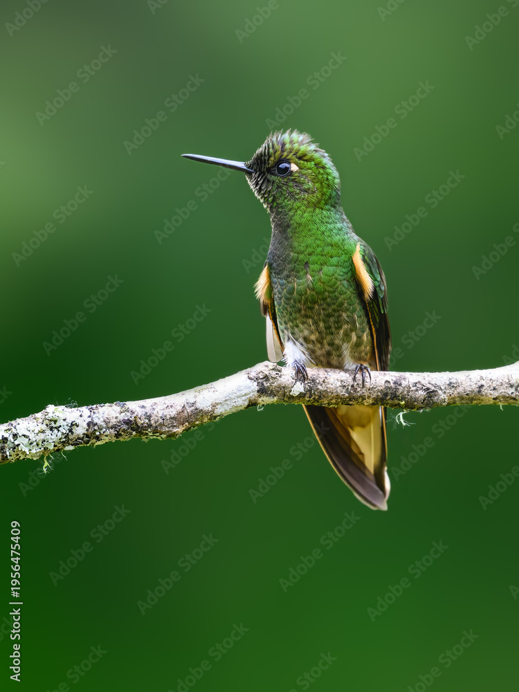 Obraz premium Adult Buff-tailed Coronet Hummingbird Perched On A Mossy Branch