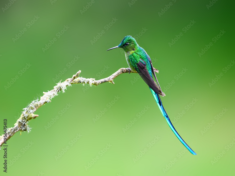 Obraz premium Male Long-tailed Sylph Hummingbird Perched on Lichen Covered Branch