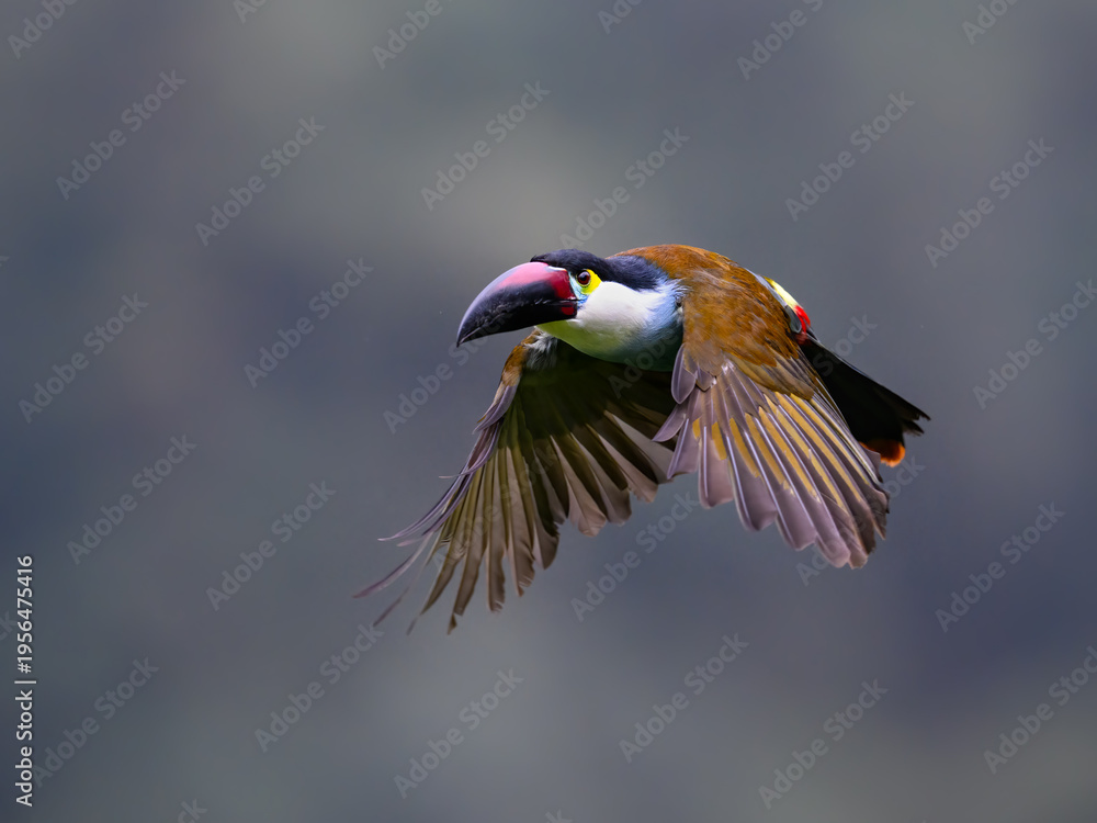 Naklejka premium Adult Black-billed Mountain-toucan In Flight With Wings Spread