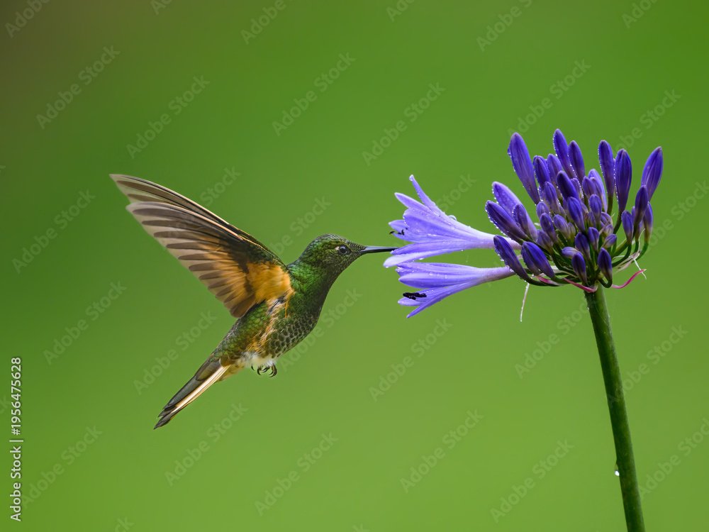 Obraz premium Buff-tailed Coronet Hummingbird Hovering Near Purple Agapanthus Flower